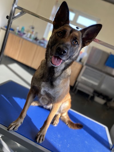 Photo associated with PlanetPaws Dog Grooming
