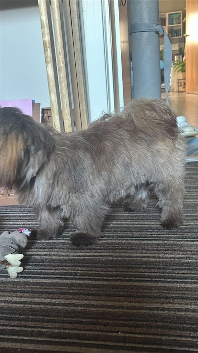 Photo associated with Dogs About Town