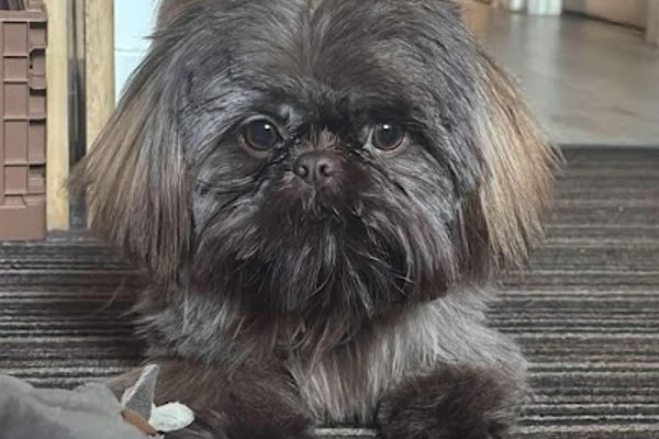 Photo associated with Dogs About Town