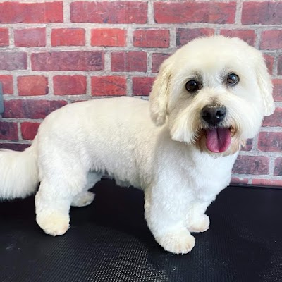 Photo associated with Hairy Styles Dog Grooming Spa, Edinburgh