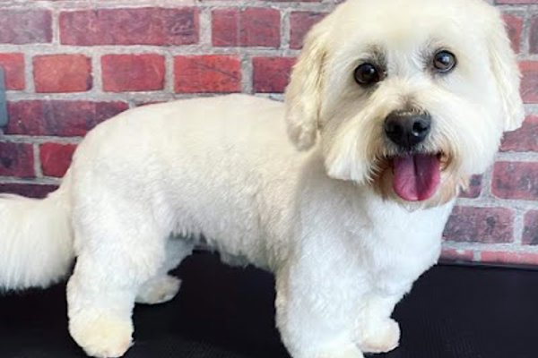 Photo associated with Hairy Styles Dog Grooming Spa, Edinburgh