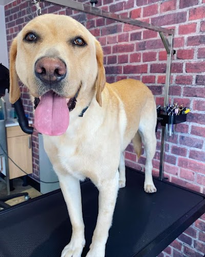 Photo associated with Hairy Styles Dog Grooming Spa, Edinburgh