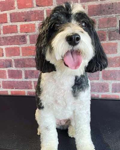 Photo associated with Hairy Styles Dog Grooming Spa, Edinburgh