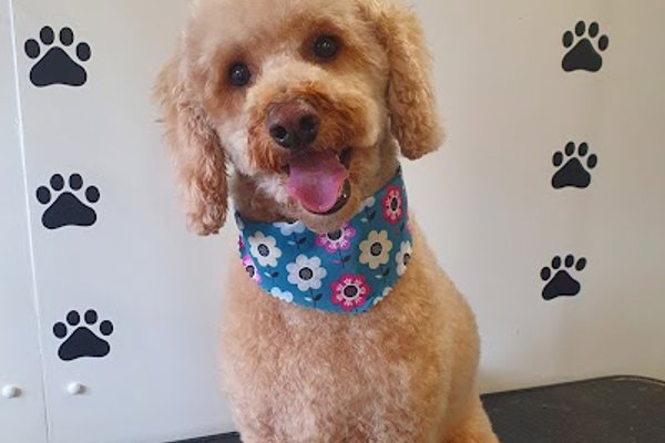 Photo associated with Doggywood Pet Grooming