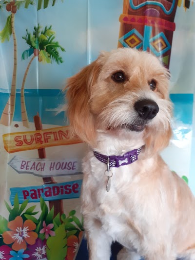 Photo associated with Doggywood Pet Grooming