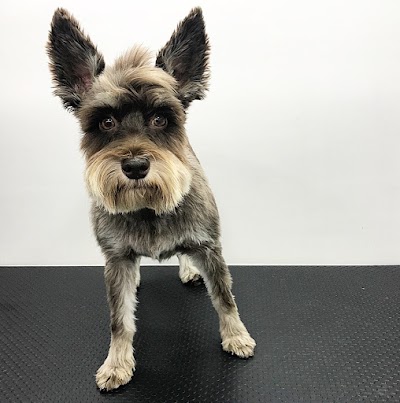 Photo associated with BeautyPets Mobile Dog Grooming Services
