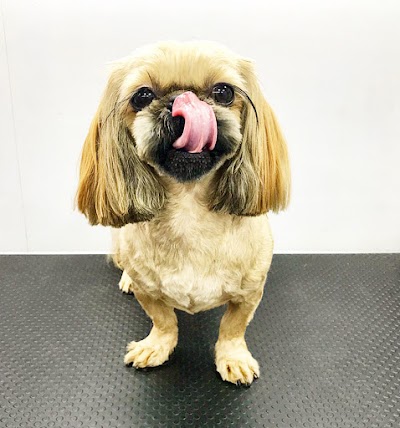 Photo associated with BeautyPets Mobile Dog Grooming Services