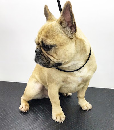 Photo associated with BeautyPets Mobile Dog Grooming Services