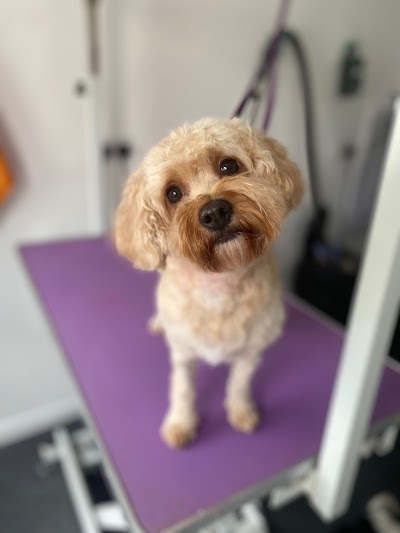 Photo associated with Sweets Dog Grooming