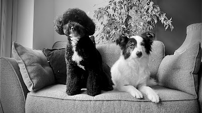 Photo associated with Sweets Dog Grooming