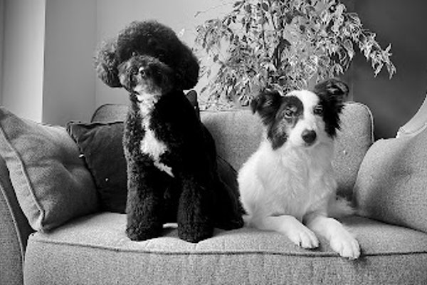 Photo associated with Sweets Dog Grooming