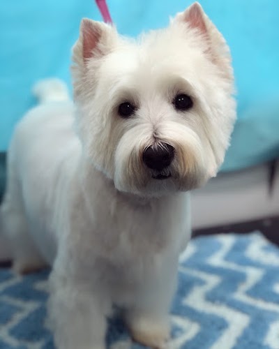 Photo associated with The Furrytails Dog Groomer