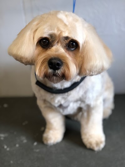 Photo associated with The Furrytails Dog Groomer