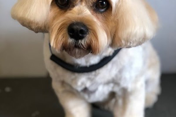 Photo associated with The Furrytails Dog Groomer