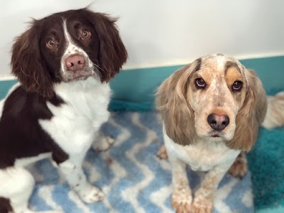 Photo associated with The Furrytails Dog Groomer