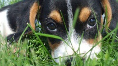 Photo associated with Paws 4 thought grooming
