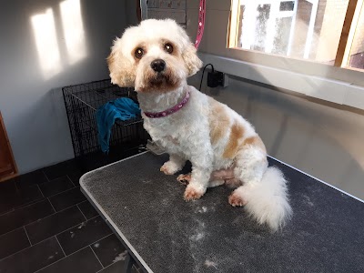Photo associated with Paws 4 thought grooming