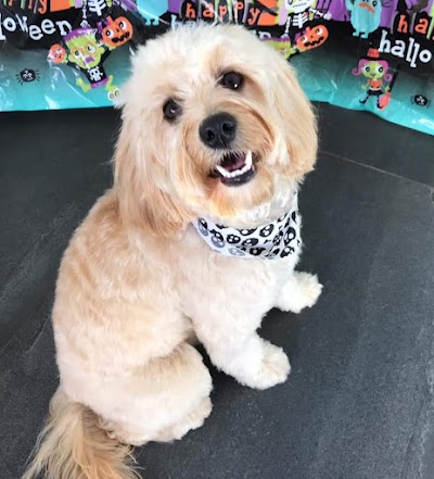 Photo associated with Barker Dog Grooming