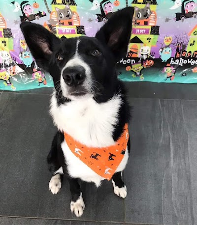 Photo associated with Barker Dog Grooming