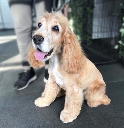 Photo associated with Barker Dog Grooming