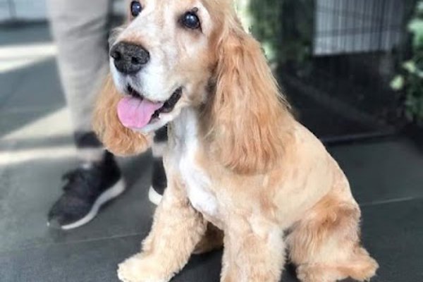 Photo associated with Barker Dog Grooming