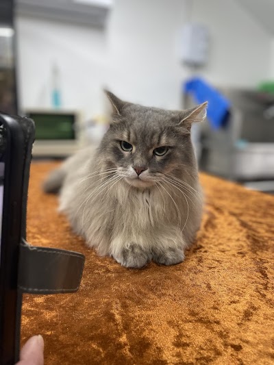 Photo associated with Paiges Paws - Professional Dog & Cat Grooming