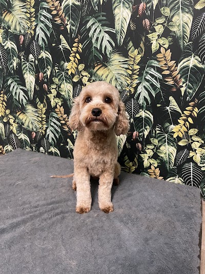 Photo associated with Paiges Paws - Professional Dog & Cat Grooming
