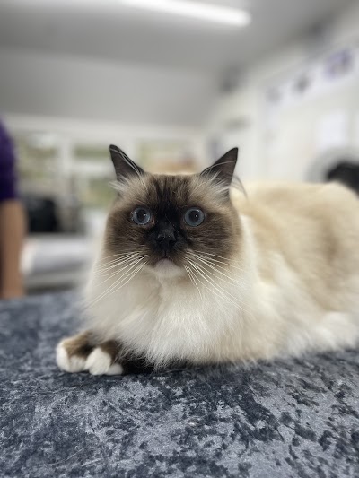 Photo associated with Paiges Paws - Professional Dog & Cat Grooming