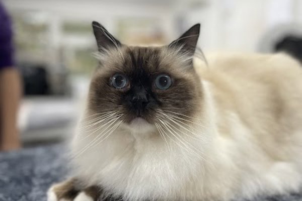 Photo associated with Paiges Paws - Professional Dog & Cat Grooming