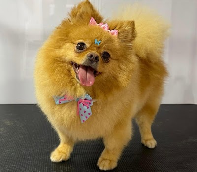 Photo associated with Lily's Club Dog Grooming