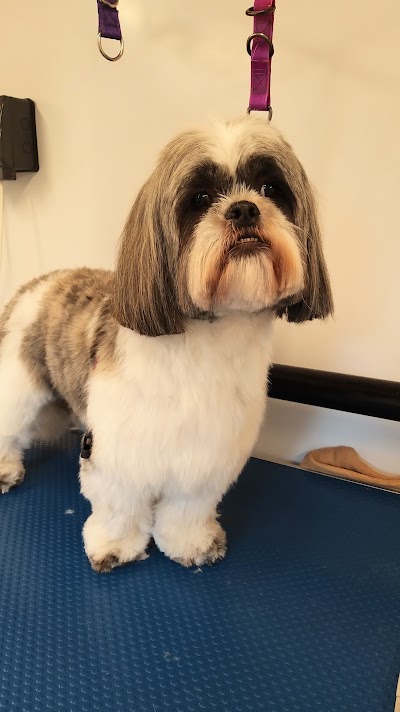 Photo associated with Lick n Slick Dog Grooming