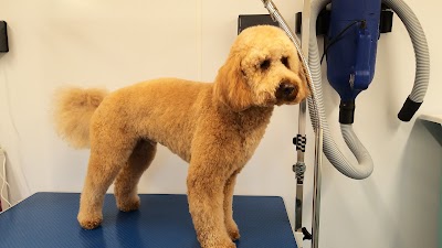 Photo associated with Lick n Slick Dog Grooming