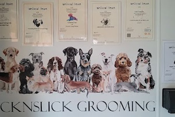 Photo associated with Lick n Slick Dog Grooming