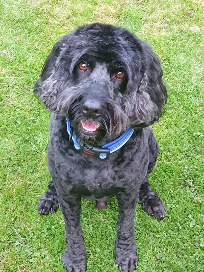 Photo associated with Scruffy 2 Fluffy