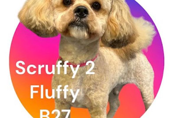 Photo associated with Scruffy 2 Fluffy
