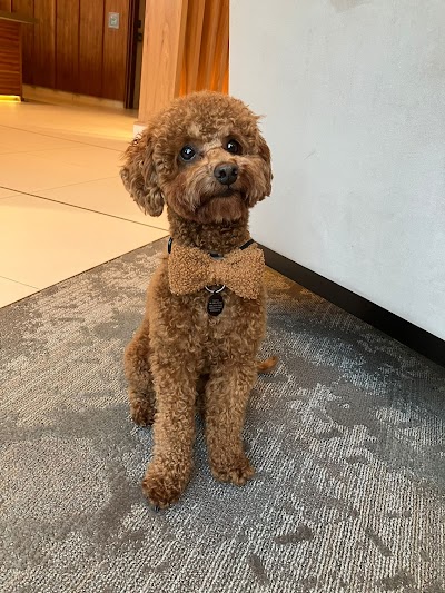Photo associated with Top Paws