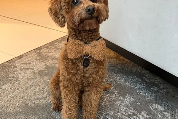 Photo associated with Top Paws