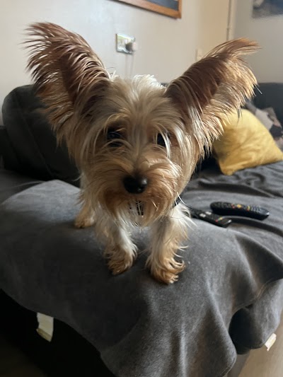 Photo associated with Top Paws
