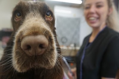 Photo associated with Beauty and the Beast Luxury Dog Grooming