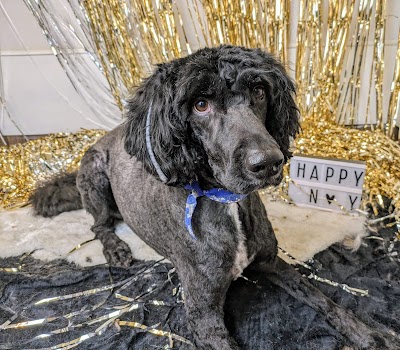 Photo associated with Beauty and the Beast Luxury Dog Grooming