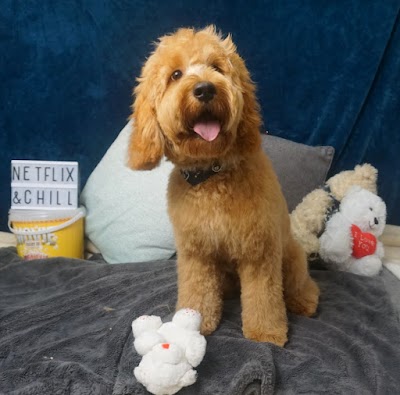 Photo associated with Beauty and the Beast Luxury Dog Grooming