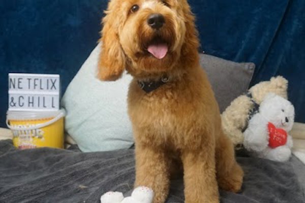 Photo associated with Beauty and the Beast Luxury Dog Grooming