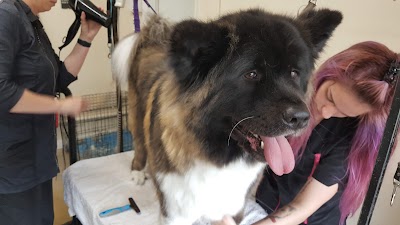 Photo associated with Barks N Bows Dog grooming And Self Service Dog Wash