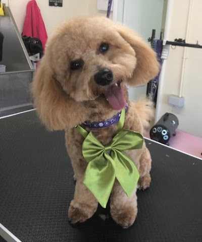 Photo associated with Barks N Bows Dog grooming And Self Service Dog Wash