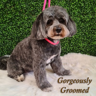 Photo associated with Gorgeously Groomed Dog Groomers