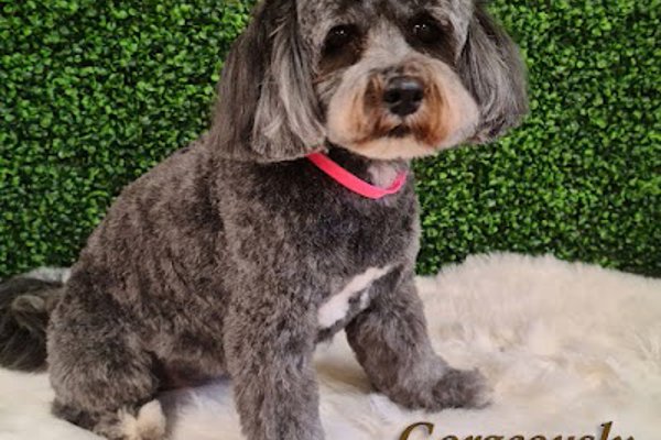 Photo associated with Gorgeously Groomed Dog Groomers