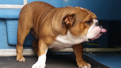 Photo associated with Dogsboddies York's number 1 mobile dog wash