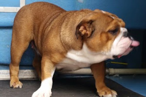 Photo associated with Dogsboddies York's number 1 mobile dog wash