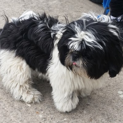 Photo associated with Dogsboddies York's number 1 mobile dog wash