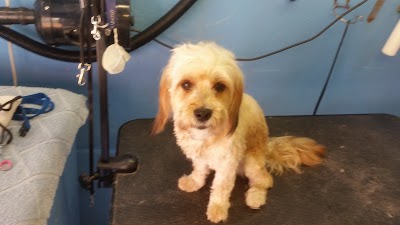 Photo associated with Dogsboddies York's number 1 mobile dog wash